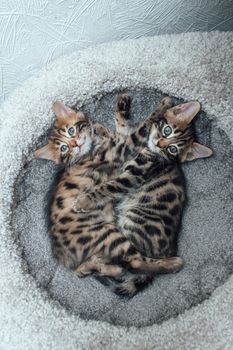 Two young cute bengal cats laying on a soft cat's shelf of a cat's house indoors. Top view.