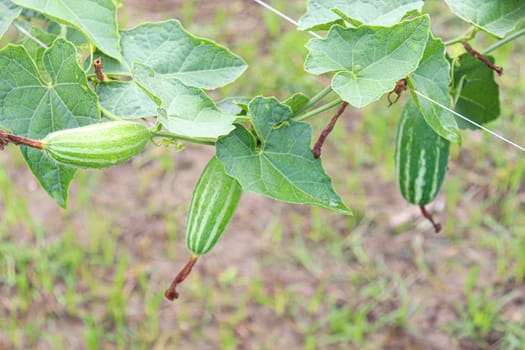 green colored pointed gourd on tree in farm for harvest