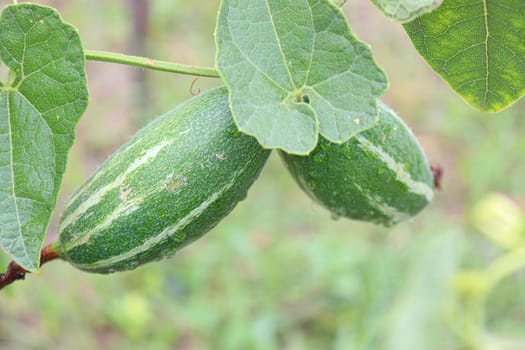 green colored pointed gourd on tree in farm for harvest