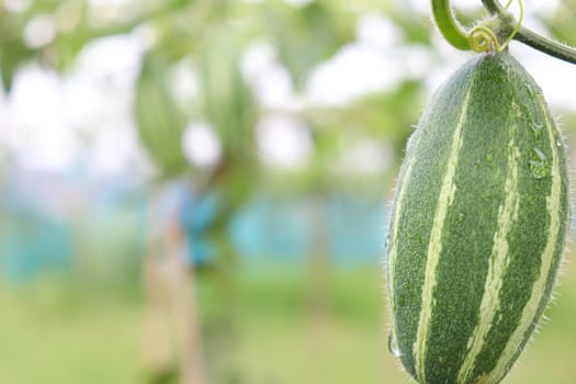 green colored pointed gourd on tree in farm for harvest