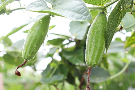 green colored pointed gourd on tree in farm for harvest