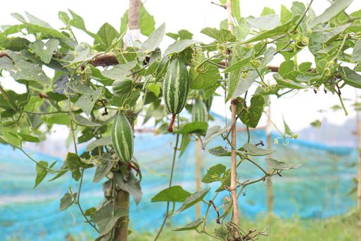 green colored pointed gourd on tree in farm for harvest