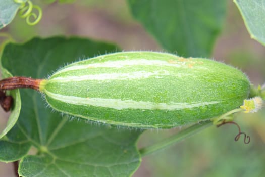 green colored pointed gourd on tree in farm for harvest