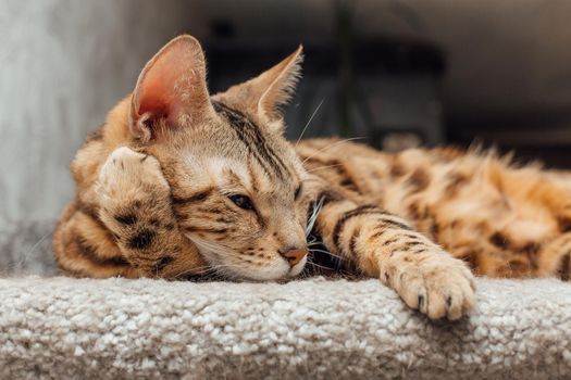 Young cute bengal cat laying on a soft cat's shelf of a cat's house indoors.