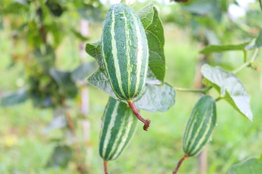 green colored pointed gourd on tree in farm for harvest