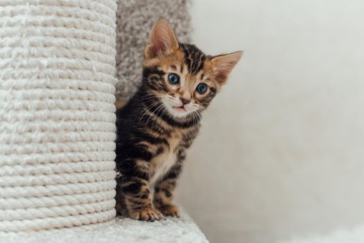 Young marble one month old bengal kitten sitting on a soft cat's shelf of a cat's house indoors.