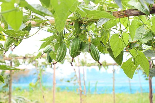 green colored pointed gourd on tree in farm for harvest