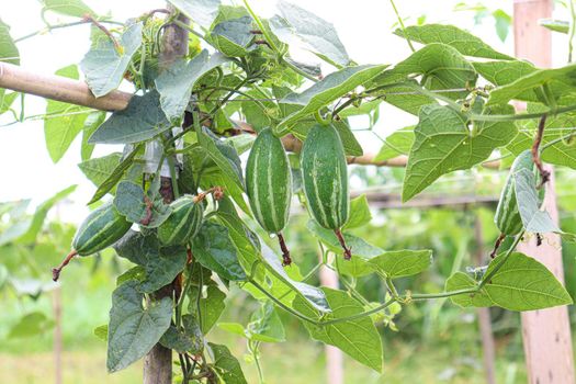 green colored pointed gourd on tree in farm for harvest