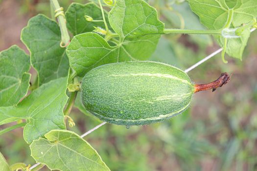 green colored pointed gourd on tree in farm for harvest