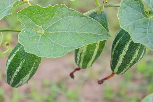 green colored pointed gourd on tree in farm for harvest