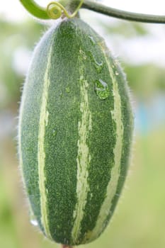 green colored pointed gourd on tree in farm for harvest