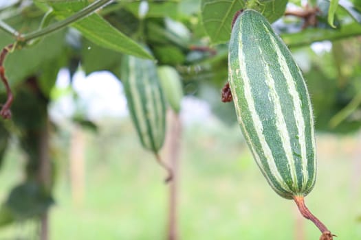 green colored pointed gourd on tree in farm for harvest