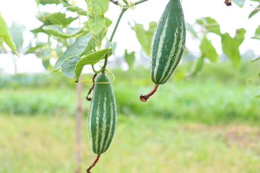 green colored pointed gourd on tree in farm for harvest