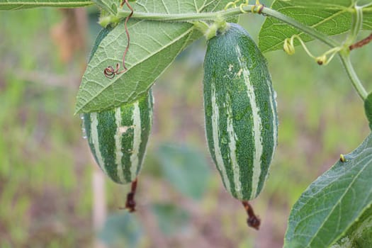 green colored pointed gourd on tree in farm for harvest
