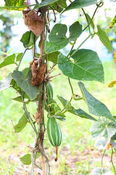 green colored pointed gourd on tree in farm for harvest