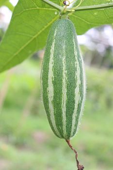 green colored pointed gourd on tree in farm for harvest