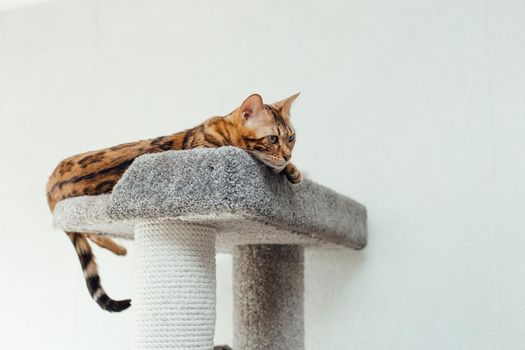 Young cute bengal cat laying on a soft cat's shelf of a cat's house indoors.