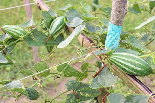 green colored pointed gourd on tree in farm for harvest