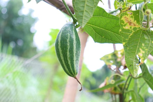 green colored pointed gourd on tree in farm for harvest