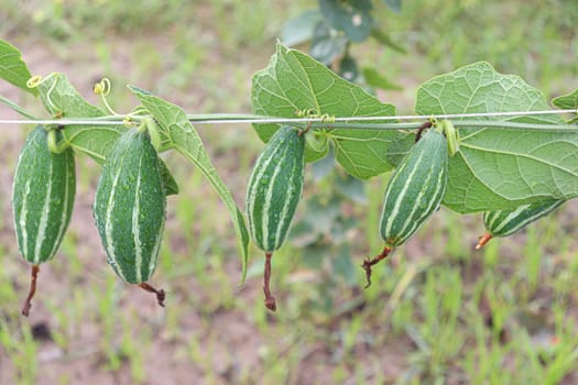 green colored pointed gourd on tree in farm for harvest