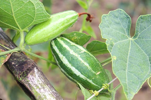 green colored pointed gourd on tree in farm for harvest