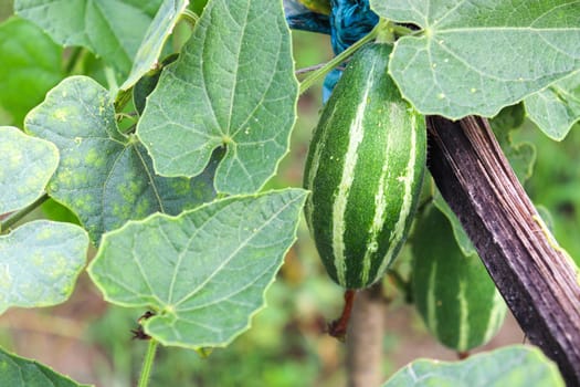 green colored pointed gourd on tree in farm for harvest