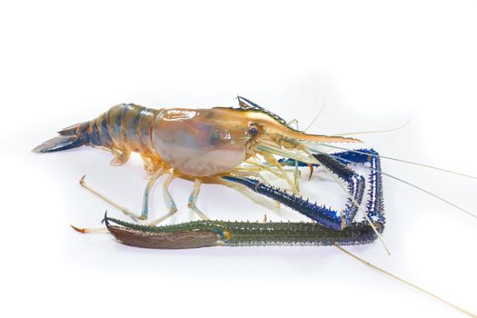 Giant Freshwater Prawn on white background close up