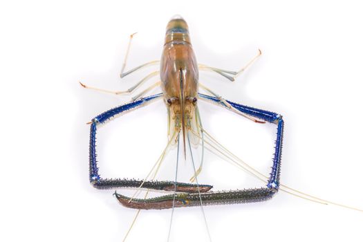 Giant Freshwater Prawn on white background close up