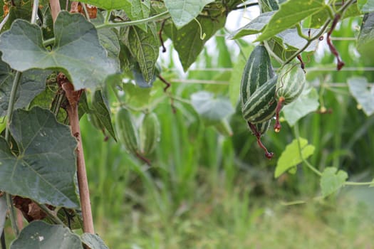 green colored pointed gourd on tree in farm for harvest