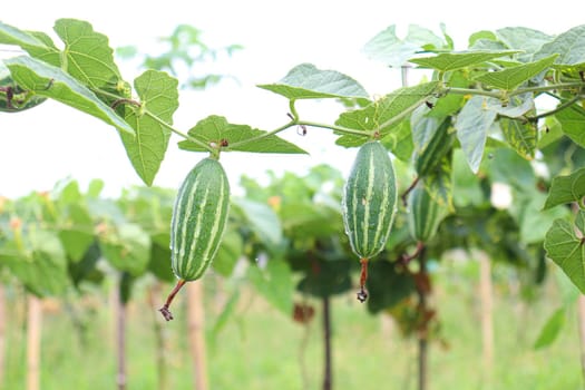 green colored pointed gourd on tree in farm for harvest