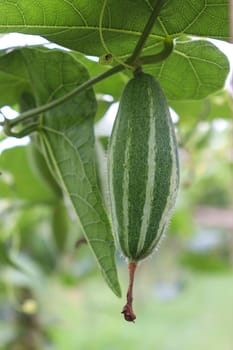 green colored pointed gourd on tree in farm for harvest