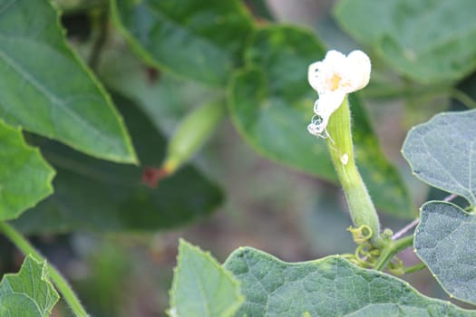 green colored pointed gourd on tree in farm for harvest