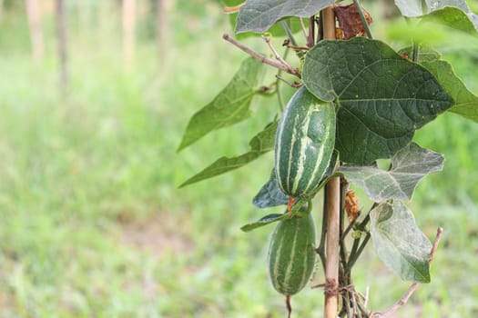 green colored pointed gourd on tree in farm for harvest