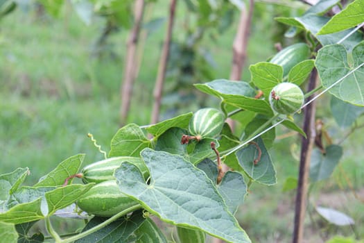 green colored pointed gourd on tree in farm for harvest