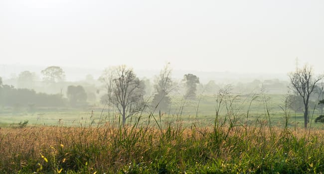 Wild grass with golden  hours in the morning sunrise