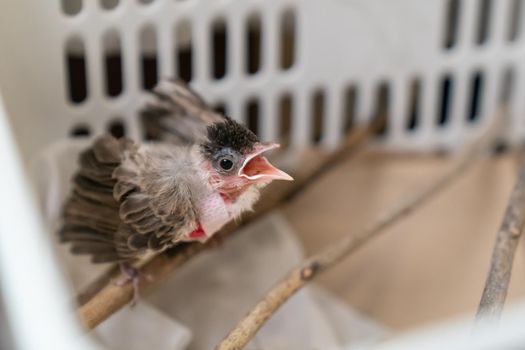 Treatment of Air Sac Rupture in Birds, baby Red-whiskered bulbul injury after attack by cat.