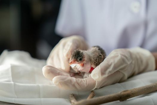 Close up of veterinarians hands in surgical gloves holding small bird, after attacked and injured by a cat.