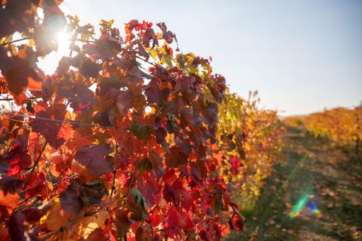 Beautiful clusters of ripening grapes in the sun. Grape plantation in the sunset light. Beautiful vine with grapes. Wine Making concept. Grape business.