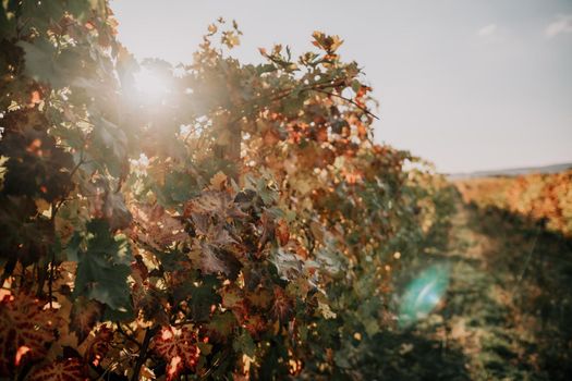 Beautiful clusters of ripening grapes in the sun. Grape plantation in the sunset light. Beautiful vine with grapes. Wine Making concept. Grape business.
