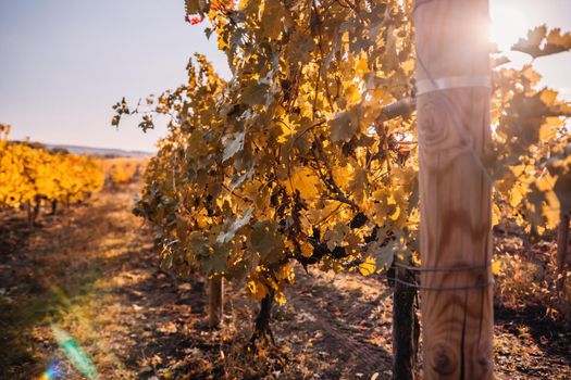 Beautiful clusters of ripening grapes in the sun. Grape plantation in the sunset light. Beautiful vine with grapes. Wine Making concept. Grape business.