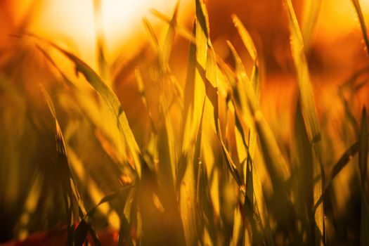 Close up of freshly cutting grass on the green lawn or field with sun beam, soft focus, free space.