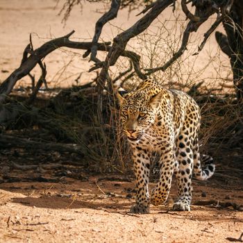 Leopard walking front view in dry land in Kgalagadi transfrontier park, South Africa; specie Panthera pardus family of Felidae