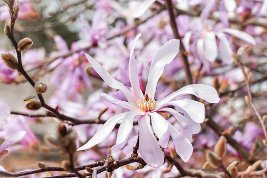 Spring Blossoms of a Magnolia tree in France