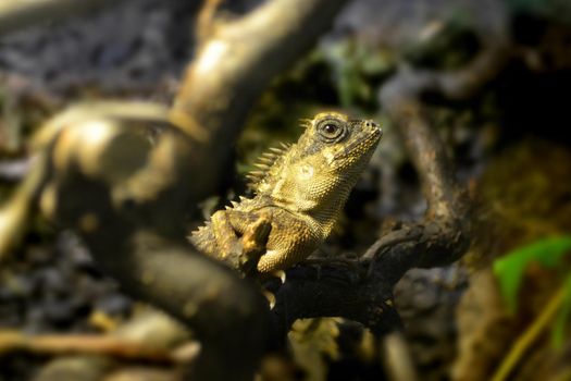 Iguana is a lizard reptile in the iguana family. close up in cage and see iguana scale. Iguana, Desert, Zoo, wildlife, reptiles, wildlife High quality photo