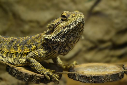 Iguana is a lizard reptile in the iguana family. close up in cage and see iguana scale. Iguana, Desert, Zoo, wildlife, reptiles, wildlife High quality photo