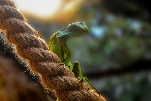 Green skin lizard looking Chinese water dragon. High quality photo