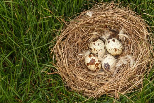 Nest with four eggs of quail in green grass in the wood