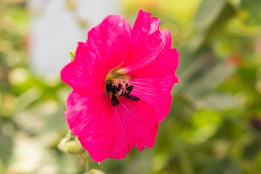 Close-up detail of a purple hollyhocks alcea rosea flower petals and stigma in garden with honey bee apis collecting pollen
