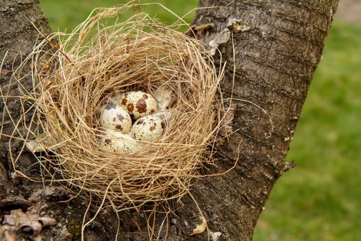 Nest of quail with four eggs on a tree in the wood