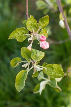 Flowering branch of apple. The small leaves and pink flowers on a background of green grass